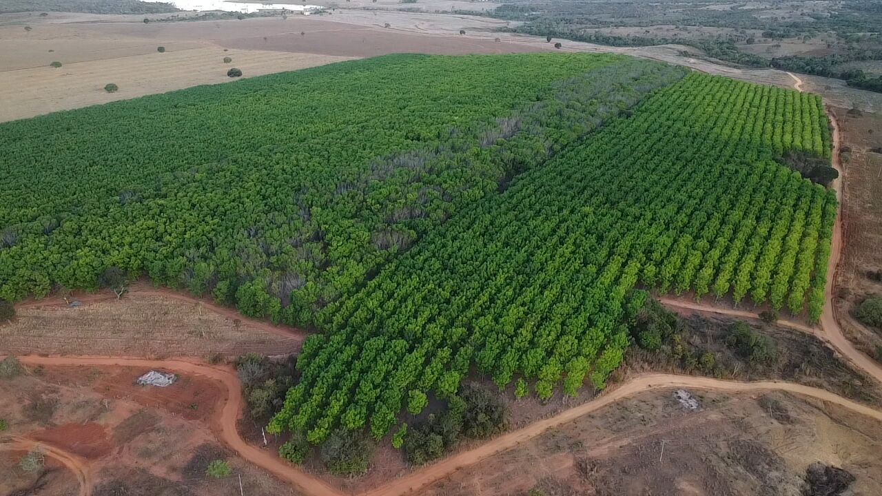 Vista aérea do reflorestamento Barreto