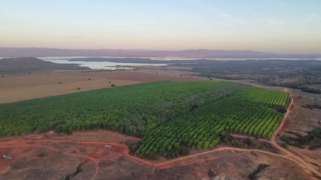 O reflorestamento ao entardecer